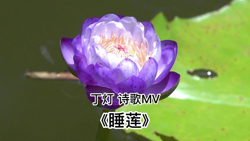 zjwdd09