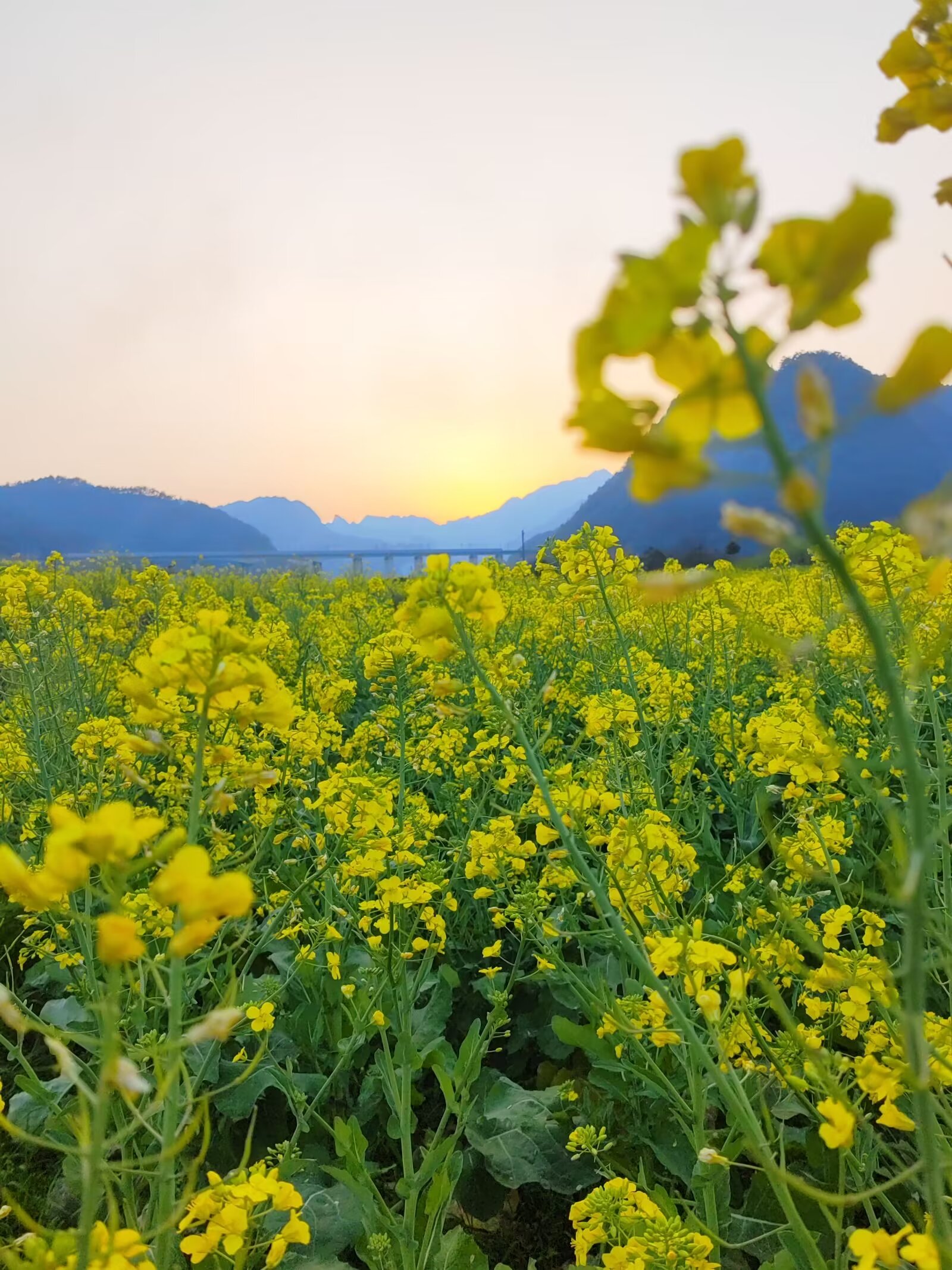 凯口油菜花落日景