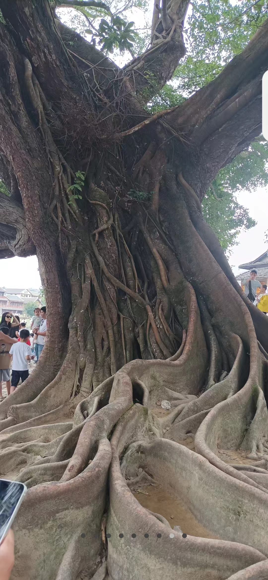 榕树1 (2)