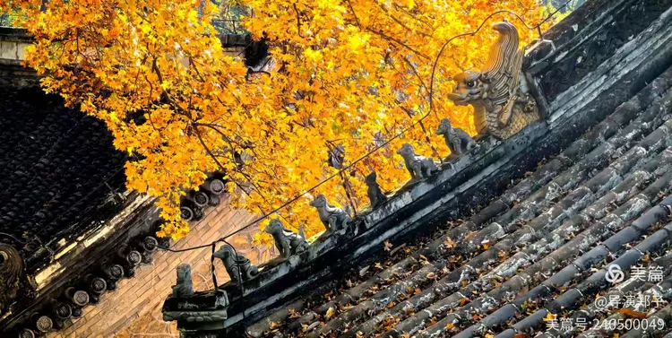 图片8