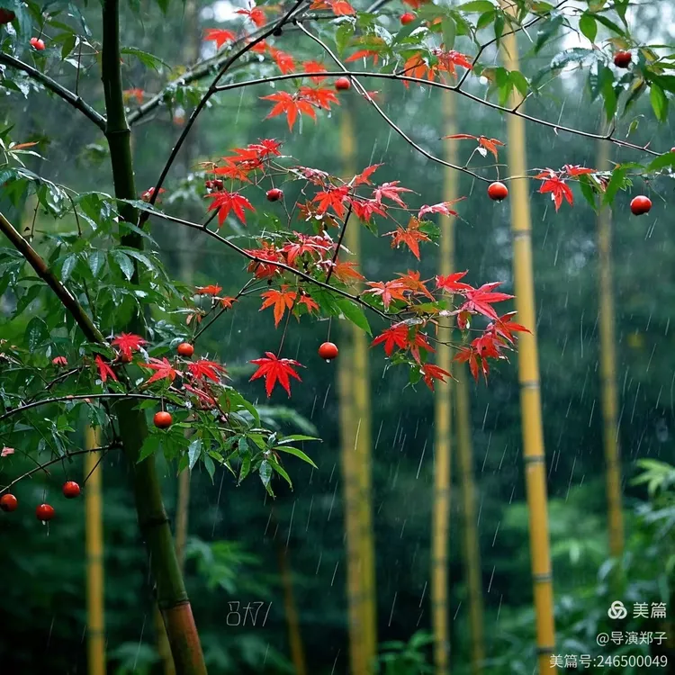 图片7