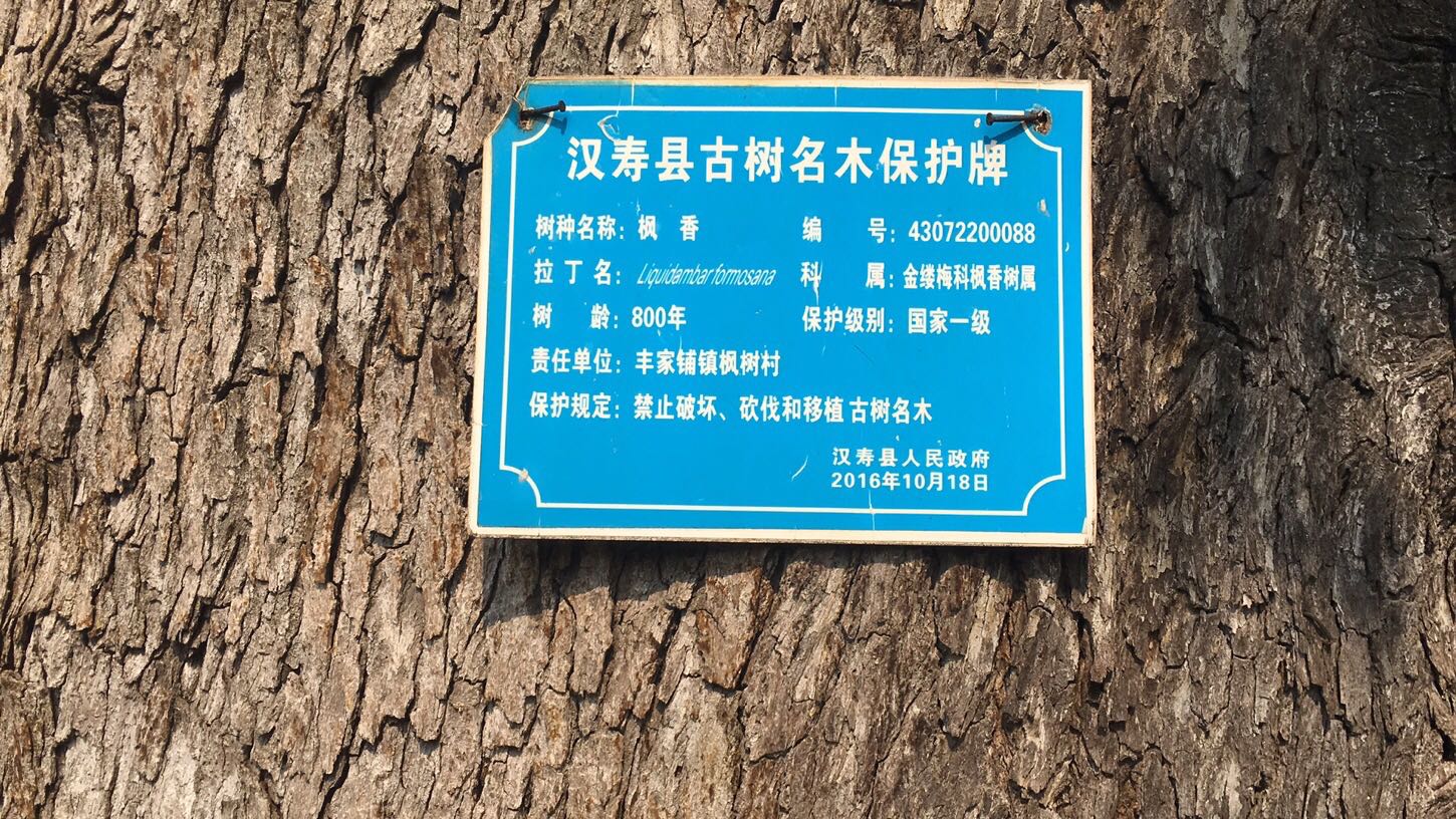 古枫