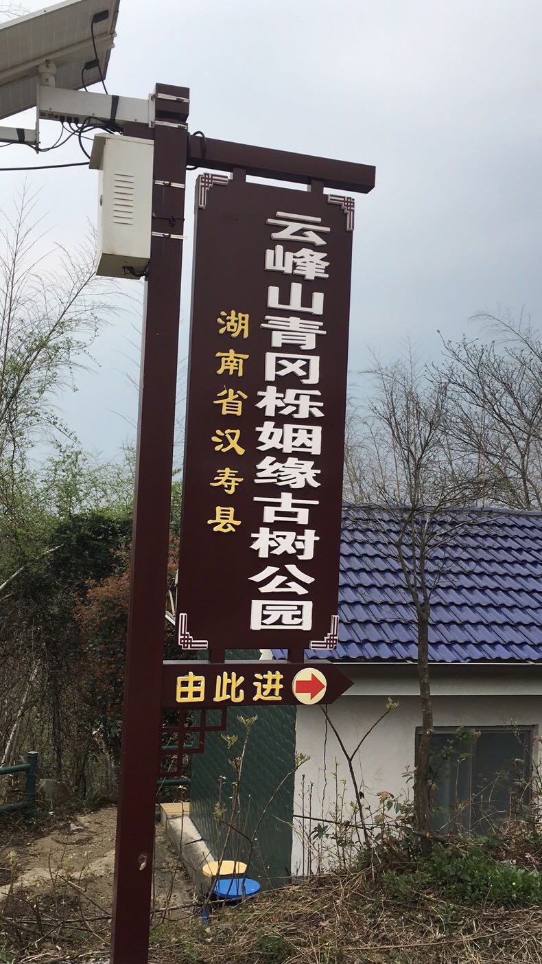 古枫3