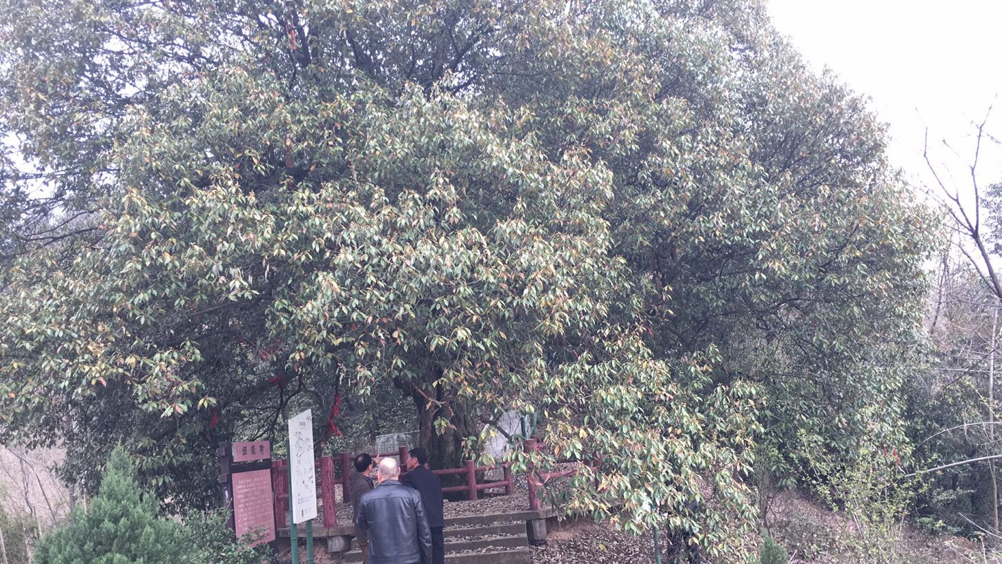 姻缘树