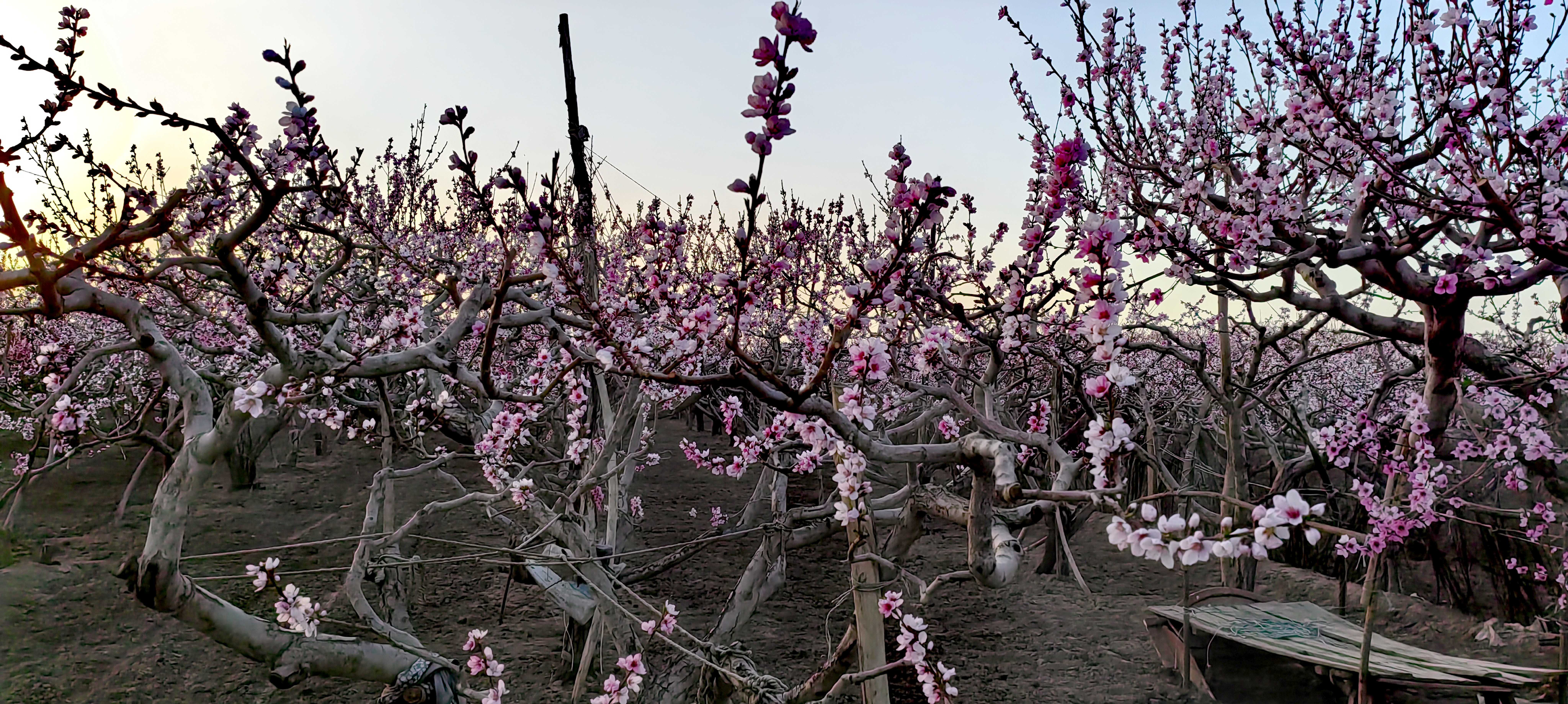 IMG_20260409_191927_edit_669770756207311_new