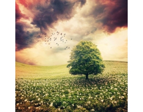 {t.title}
