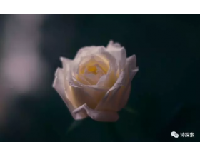 {t.title}