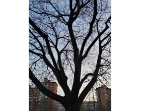{t.title}