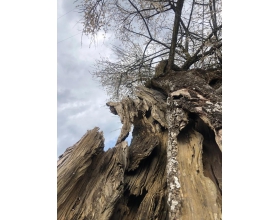 {t.title}